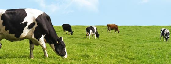 Cows in green pasture - NSF Animal Welfare Services