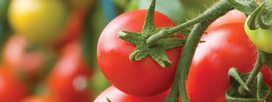 Tomatoes on plant - NSF Agriculture Auditing and Certification Services